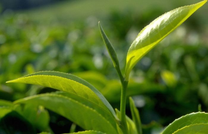 Зеленый чай, народное средство в борьбе со старением и артрозом, фото